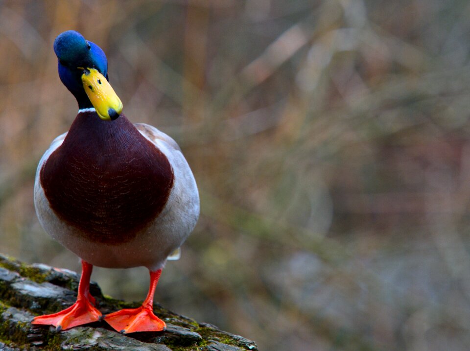 Birds duck animal