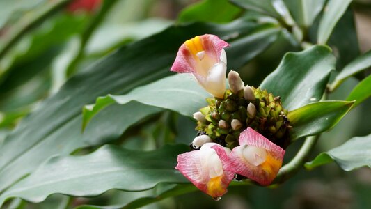 Leaf flower plant