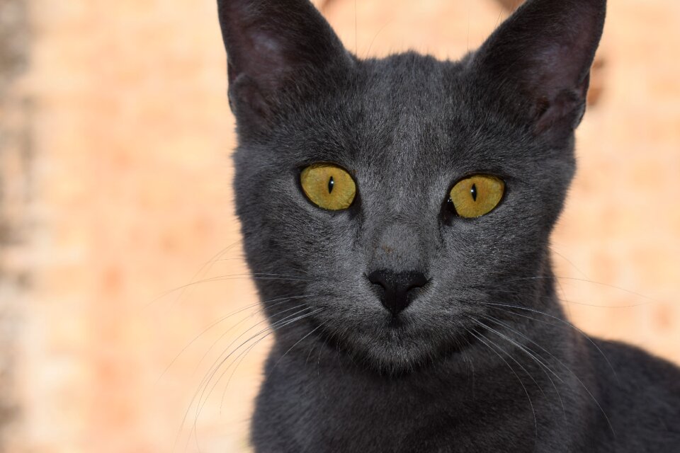 Face portrait animal