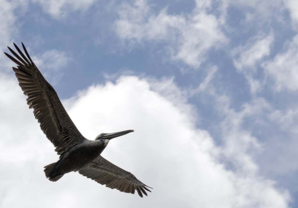 Outdoors flight sky