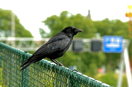 City crawl wildlife
