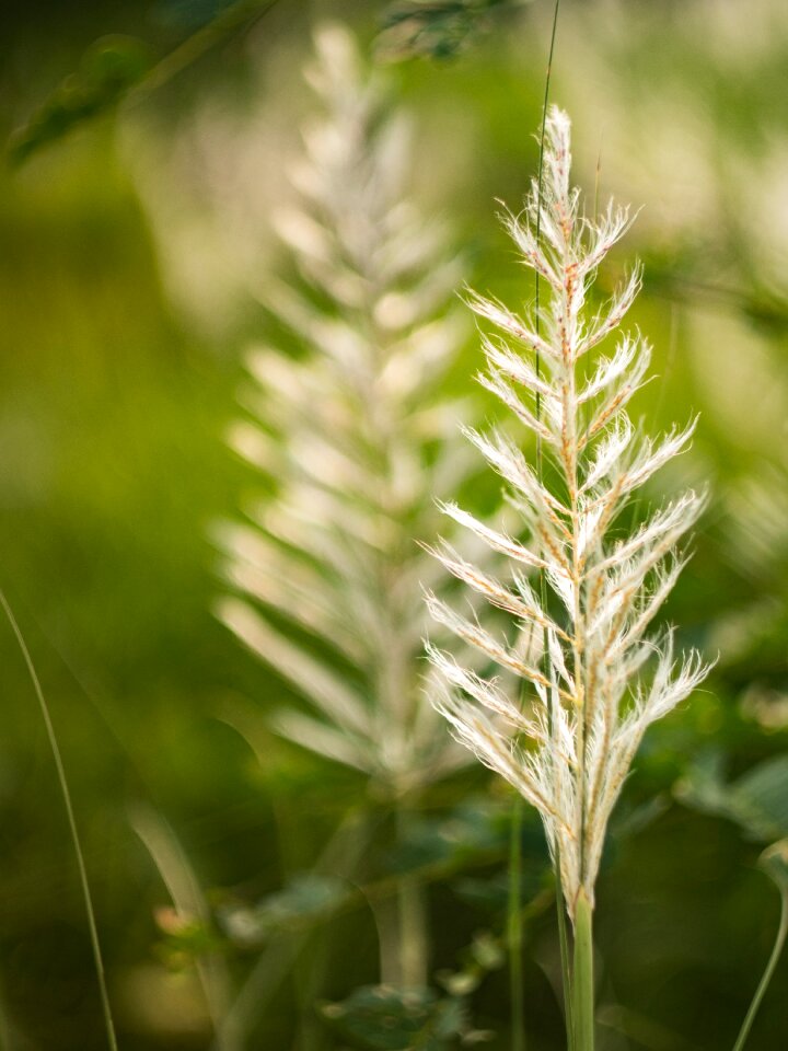 Nature summer meadow