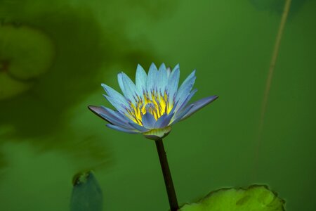 Dutch jiangsu slender west lake