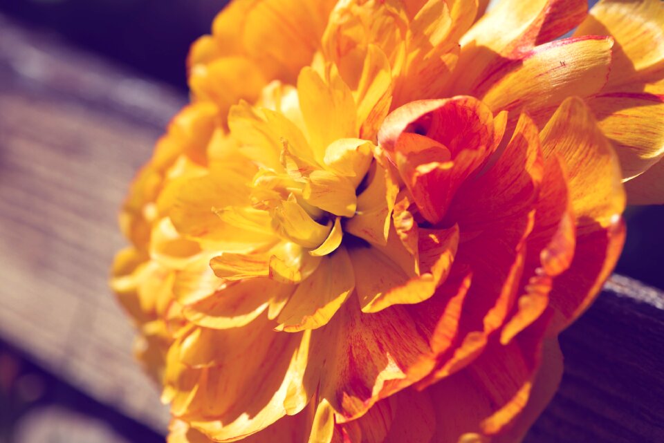 Blossom bloom double flower