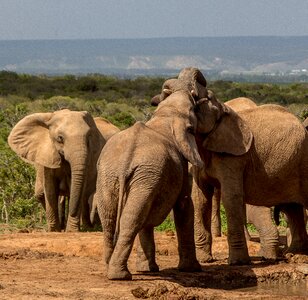 Safari ivory african elephant