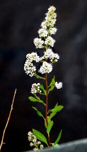 Plant flower spirea alba
