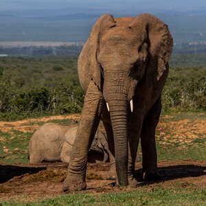 Wildlife safari travel