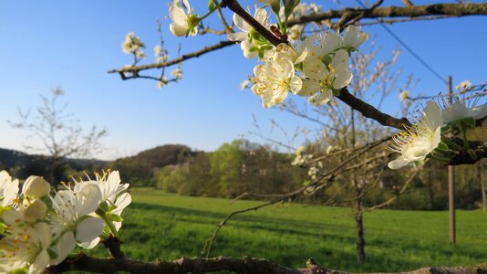 Blossom bloom apple tree