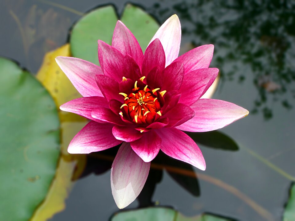 Plants aquatic wallpaper