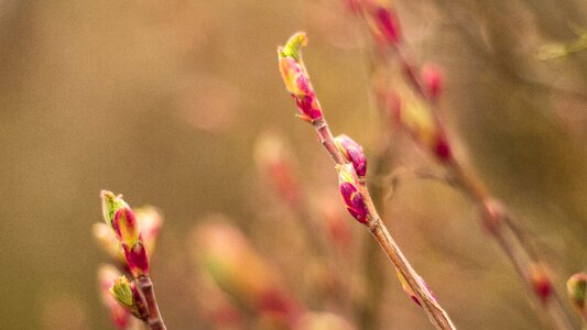 Spring blossom bloom