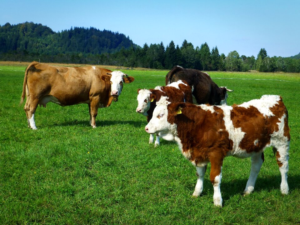 Nature livestock summer