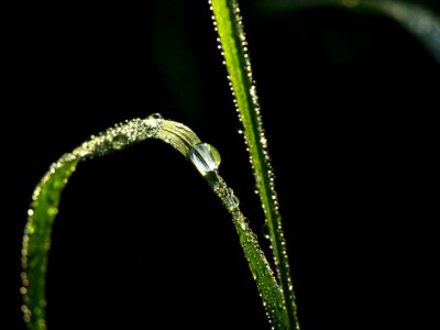 Drop of water drip grass photo