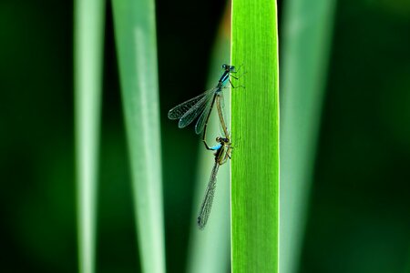 Animal world dragonfly grass photo