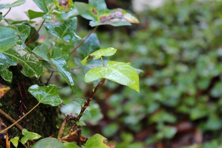 Nature outdoors cool