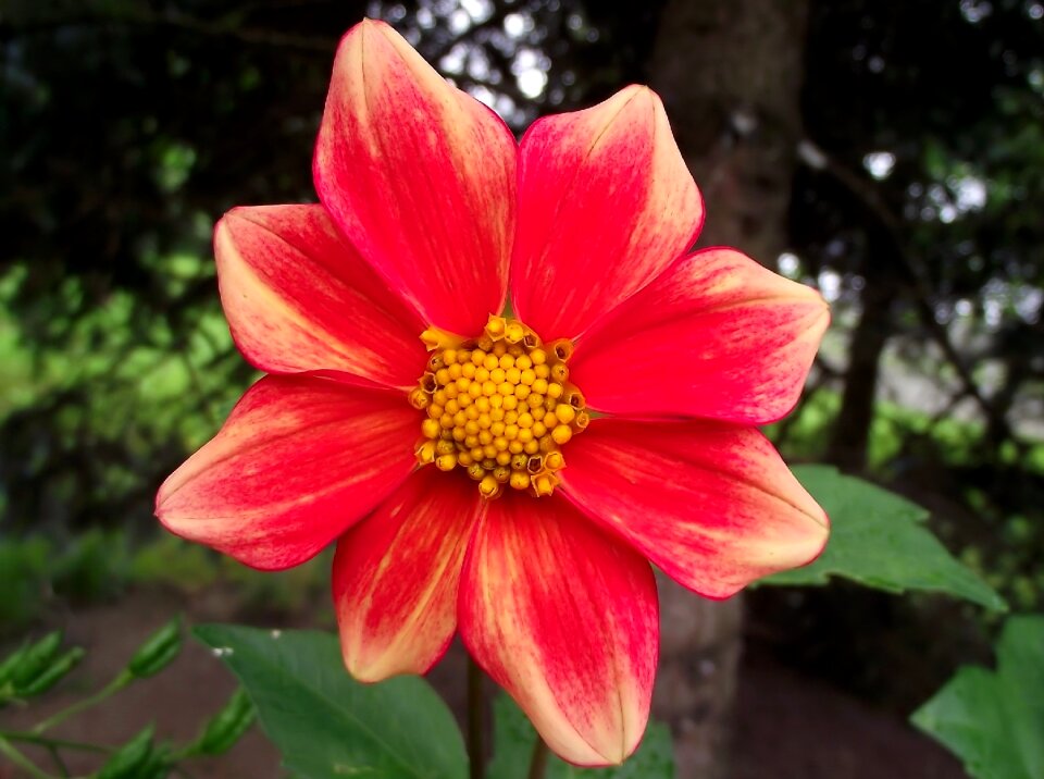 Red plant garden