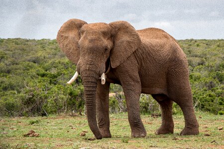 Nature animal african elephant photo