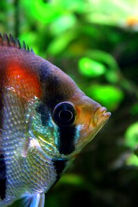 Close up aquarium fish photo
