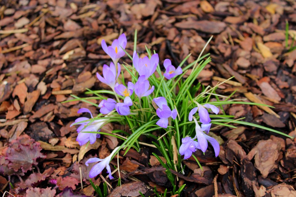 Flower leaf season