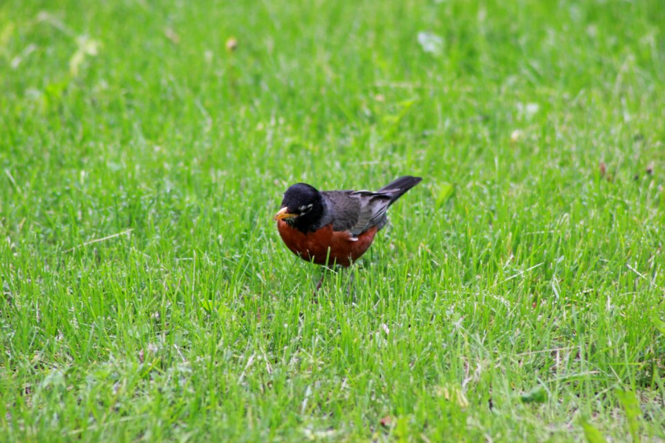 Animal wildlife nature