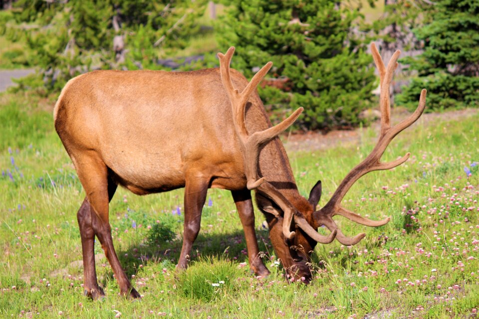 Grass nature animal world