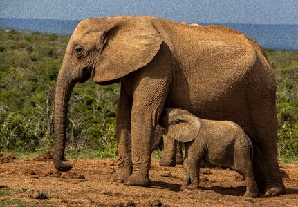 Ivory safari african elephant photo