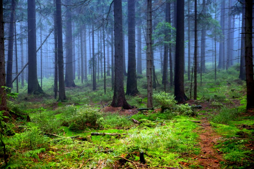 Moss the fog branches