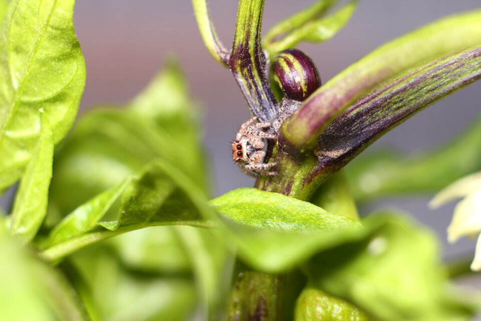 Insect spider bespozvonochnoe