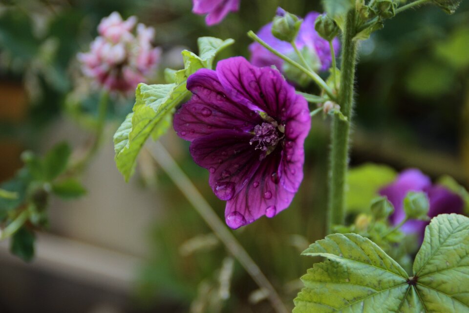 Garden leaf blooming