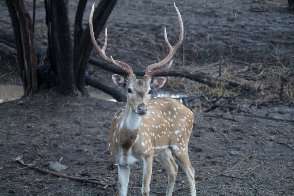 Deer baby deer beautiful nature