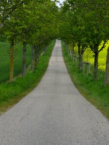 Landscape tree lined avenue promenade