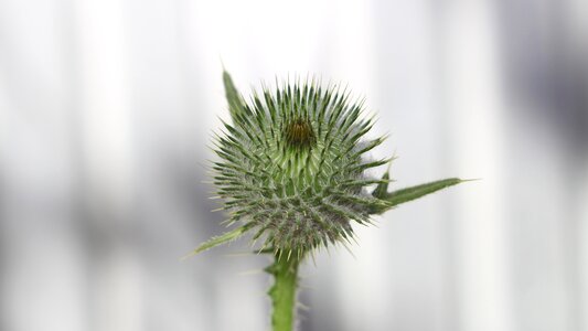 Sheet flower scratchy photo