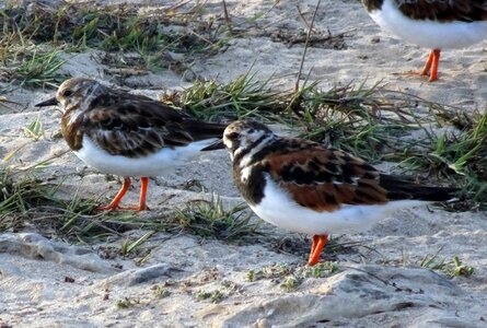 Turnstone arenaria wader