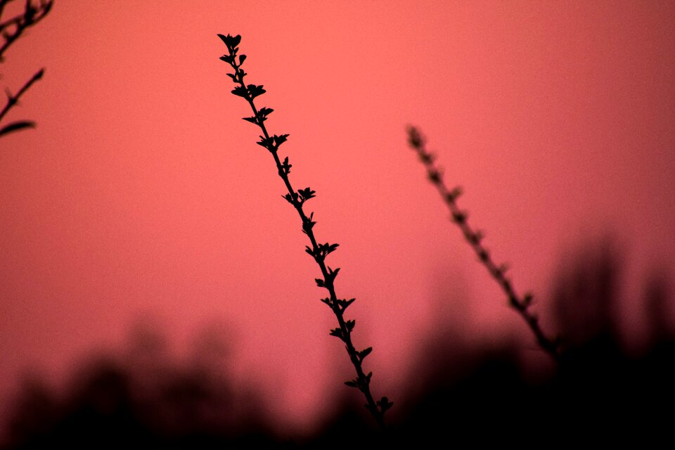 Garden silhouette red nature