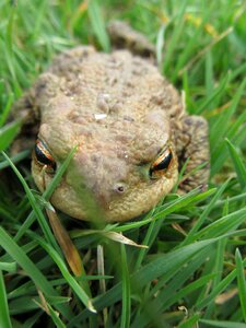 Macro amphibians common toad
