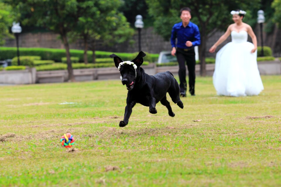 Grassland run attend parents ' wedding photos