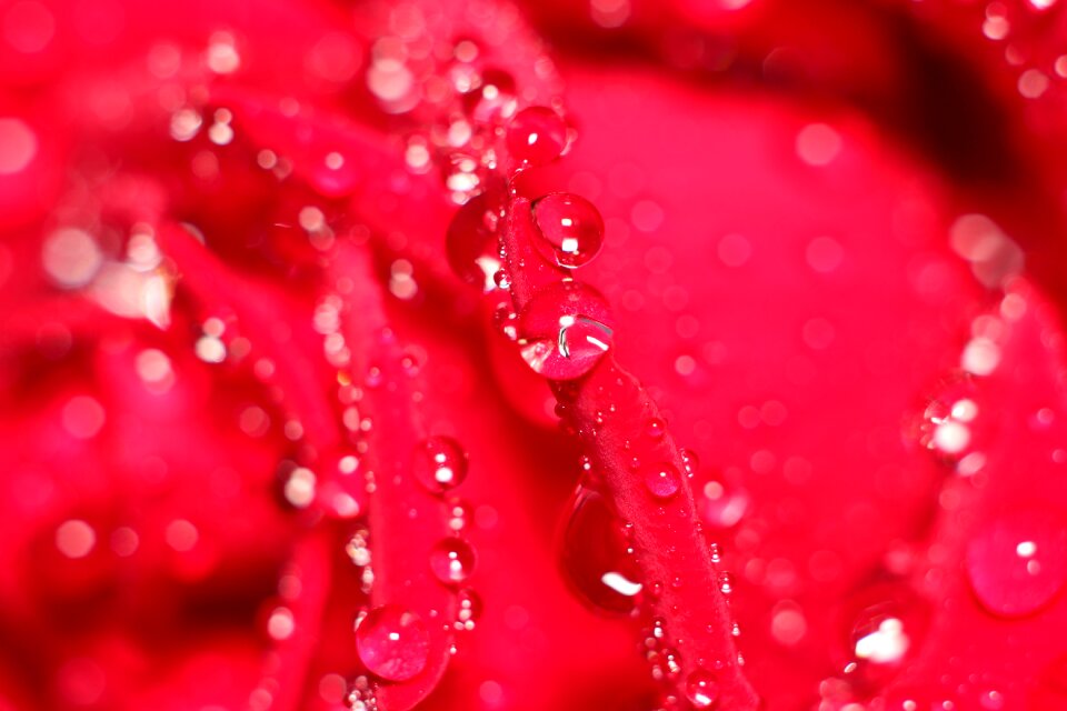 No one bright flower