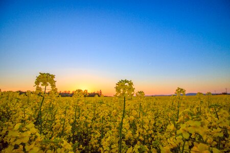 Field bed yellow photo