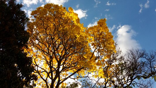 Flowers nature sky