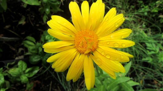 Rain petals garden photo