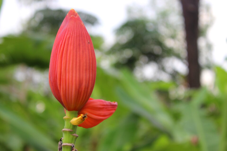 Red light ornamental thailand