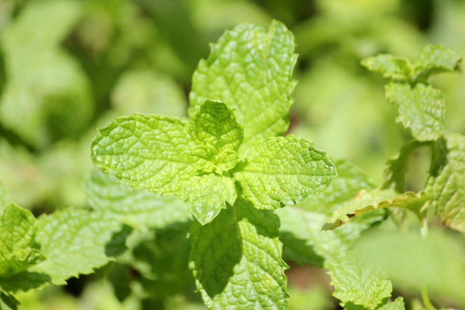 Organic herbal leaf