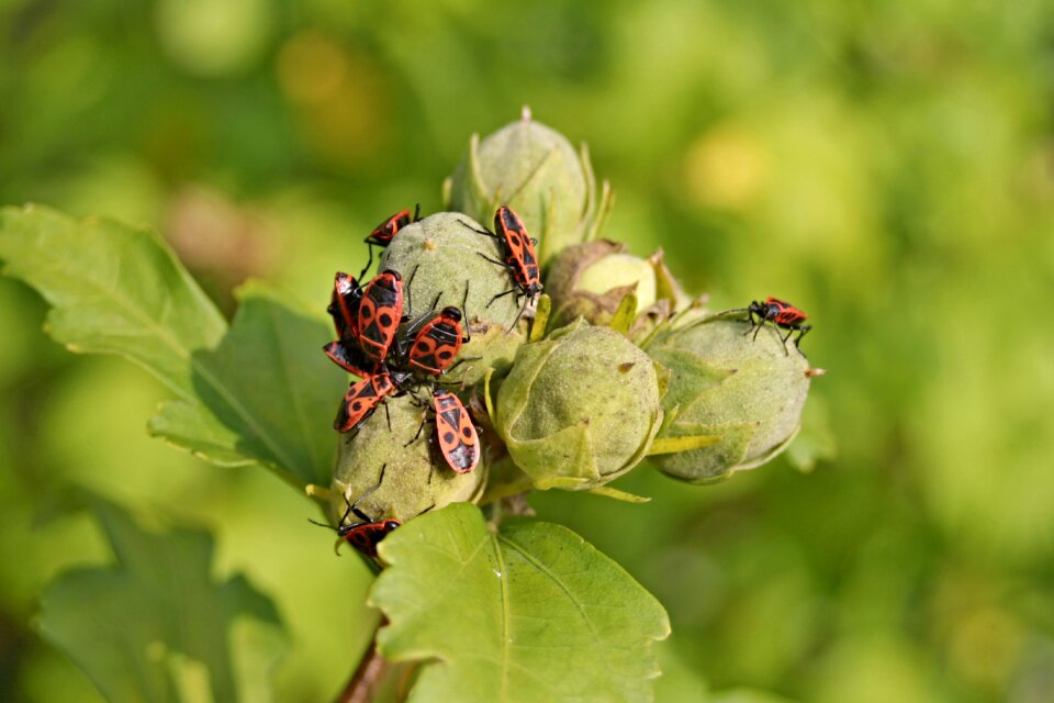 Black nature insect