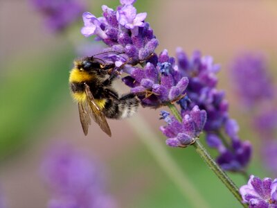 Pollen honey close up