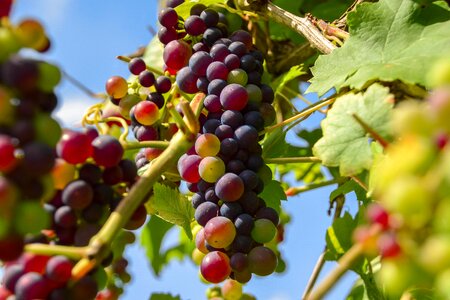 Vine grapevine nature