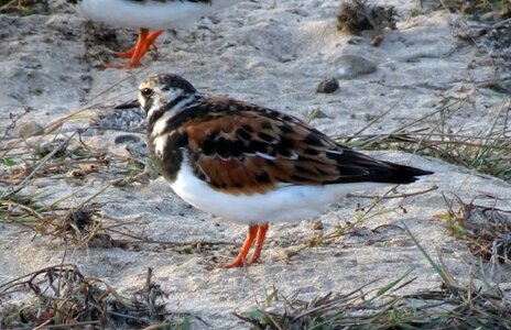 Turnstone arenaria wader