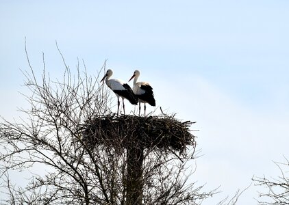 Nature animal sky photo