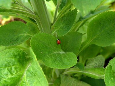 Beetle plant close up photo