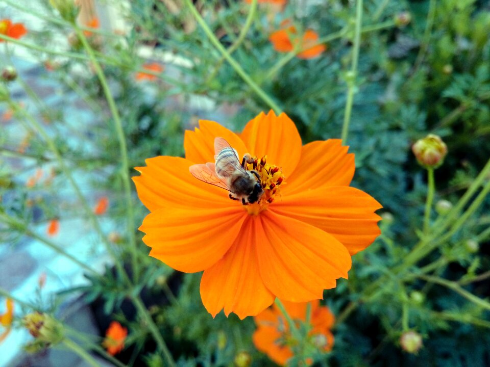 Hang hangawan flower