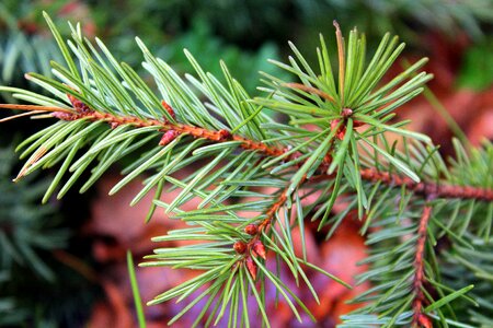 Branch needle needles