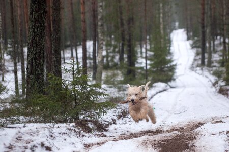 Soft coated terrier snow